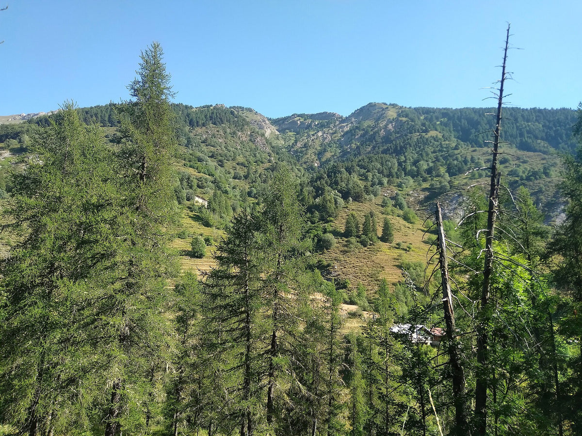 Bosco delle Navette