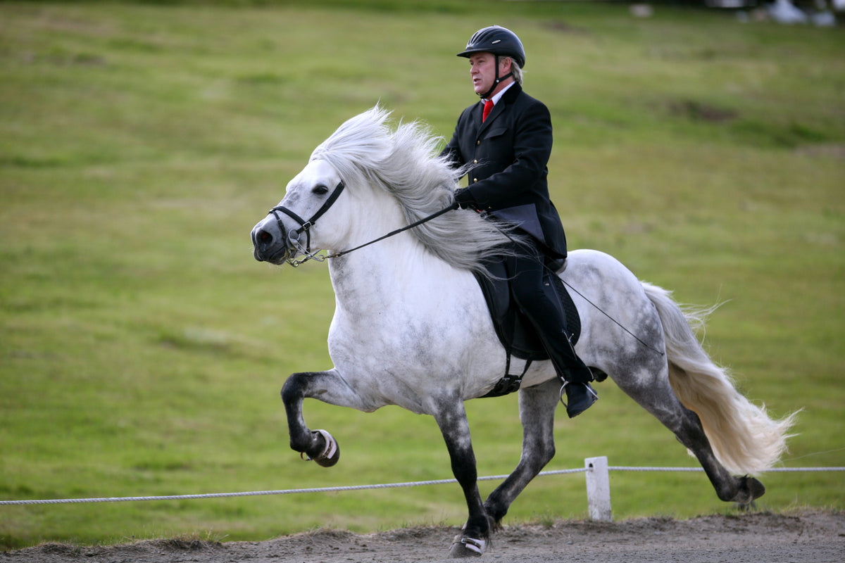 Cavaliere su un cavallo islandese grigio al tölt vicino a Hella