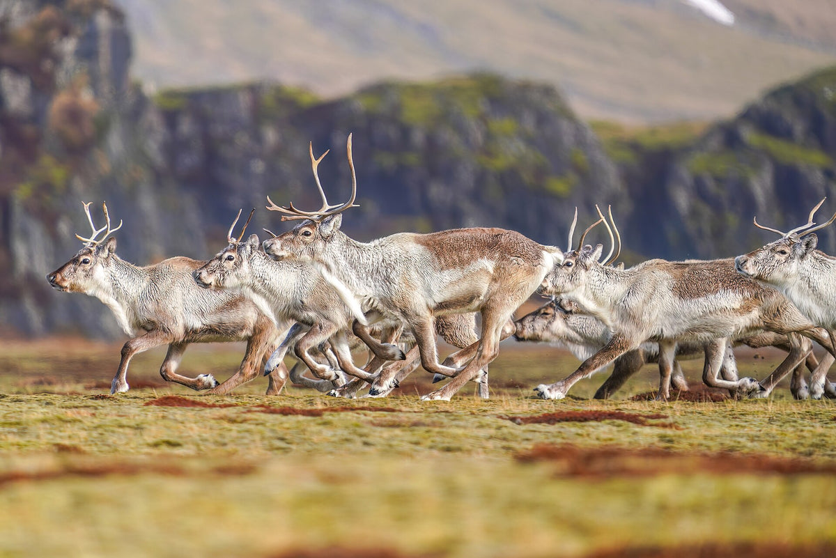 Branco di renne selvatiche che corre su una piana nel sud-est dell’Islanda