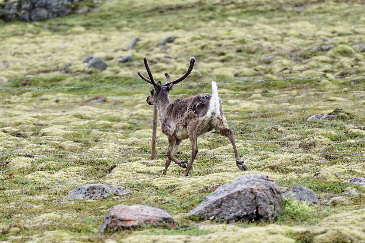 Renna selvatica che pascola vicino alla Route 1 nel comune di Múlaþing nell’Islanda orientale