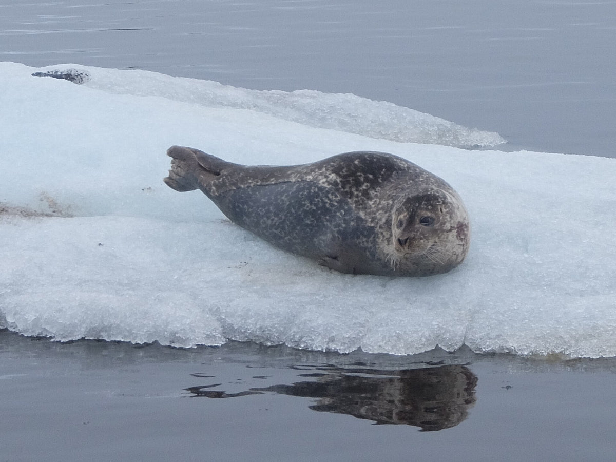 Foca che riposa su un blocco di ghiaccio nella laguna di Jökulsárlón