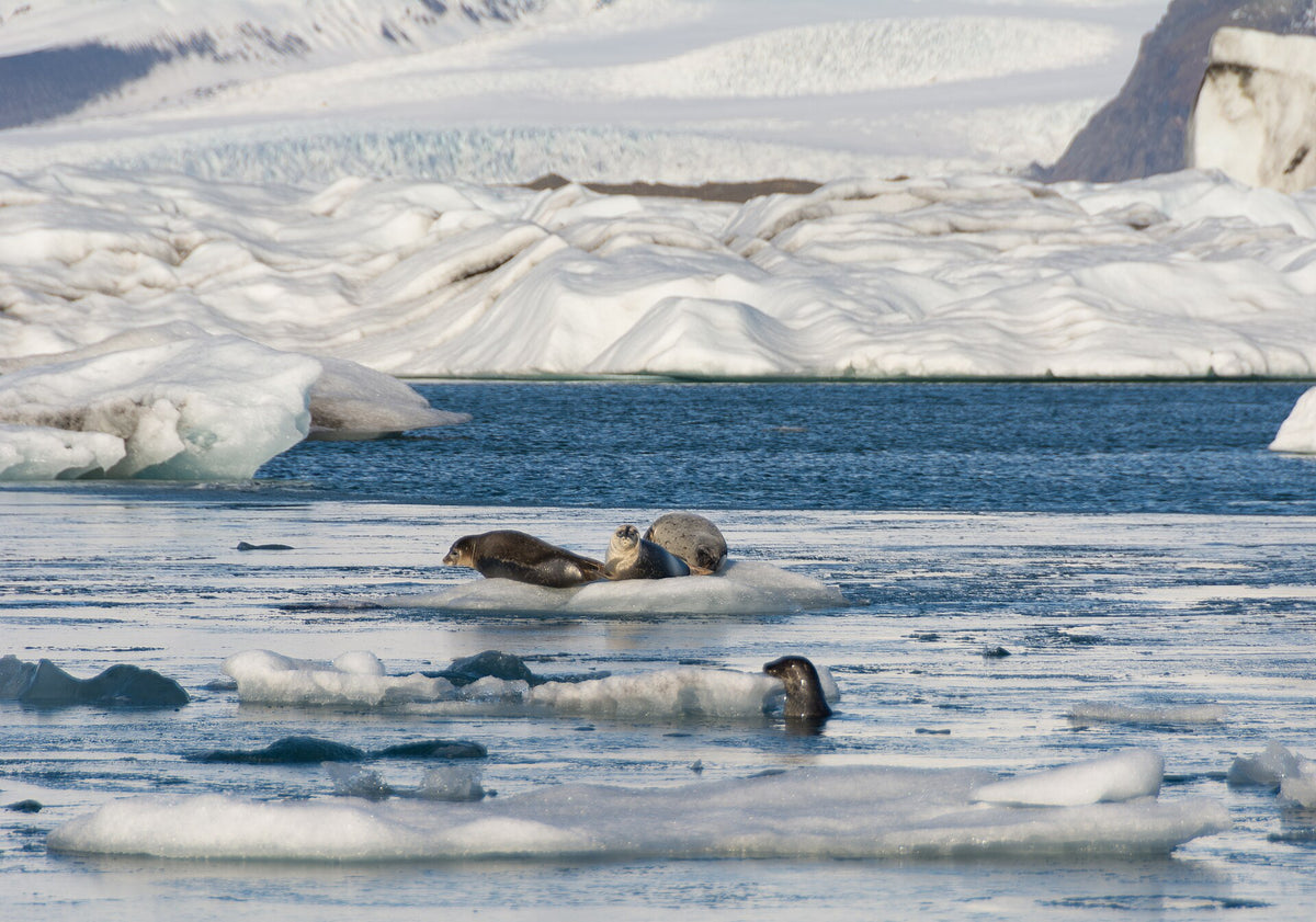 Gruppo di foche comuni sui ghiacci della laguna di Jökulsárlón